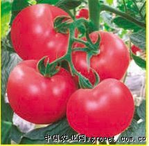 齐达利西红柿产地
