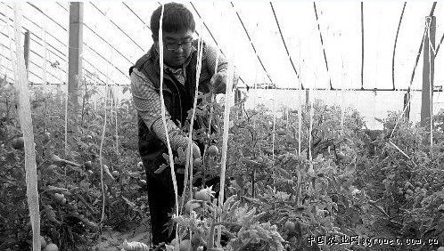 河南叶县做大做强蔬菜产业 打造无公害蔬菜品牌