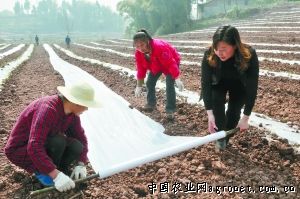 水芋头种植技术与管理