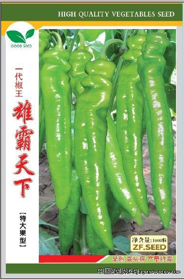 天龙f1辣椒品种图片