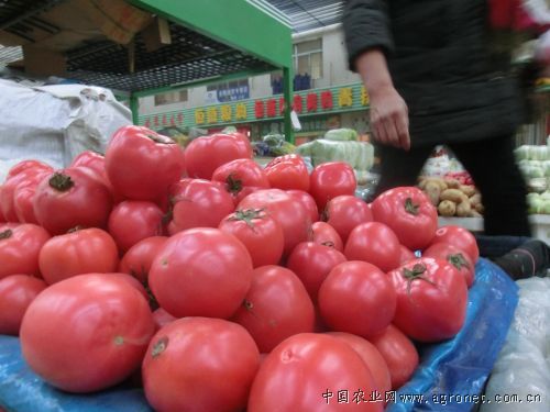 水果西红柿介绍