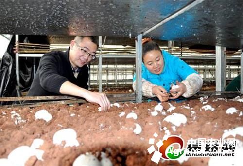 日本青毛豆种植技术