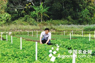 张溪香芋高产栽培技术