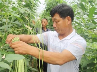 兴垦3号玉米种植技术