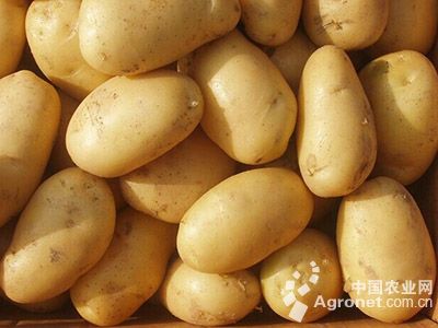 克新13土豆批发市场
