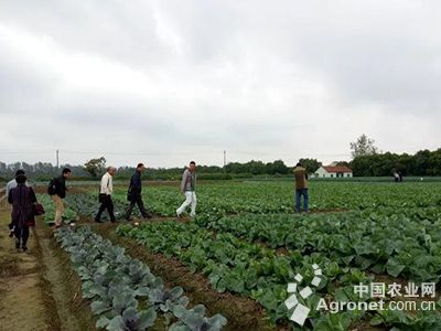 荷兰803土豆种植技术