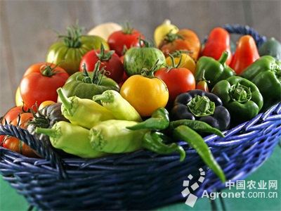 金刚石西红柿批发市场