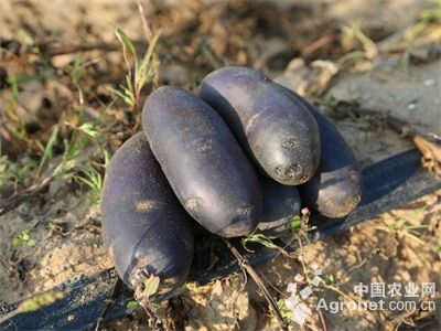 紫架豆产地供应