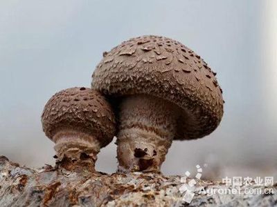 蘑菇供应信息
