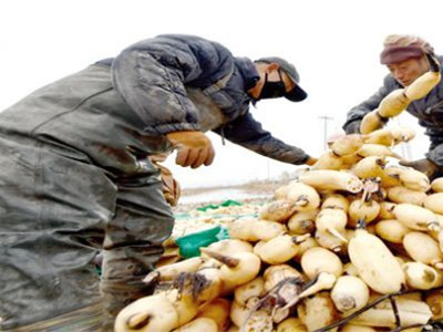 华南205木薯育种技术