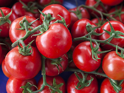 罗拉西红柿供应信息
