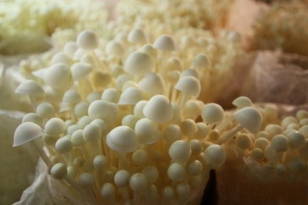 银盘蘑菇怎么做好吃