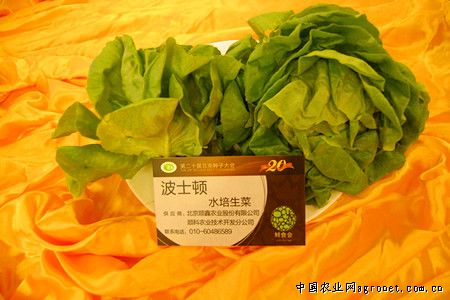 灰灰菜种植方法