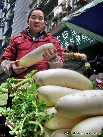 北京新三号白菜种植技术要点