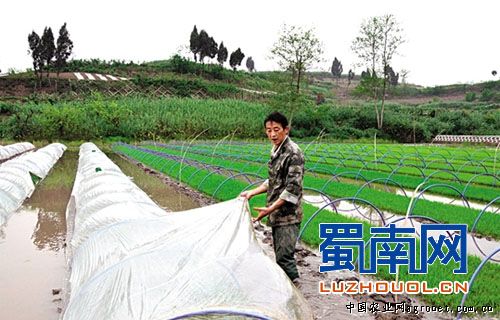 白花菜种植视频