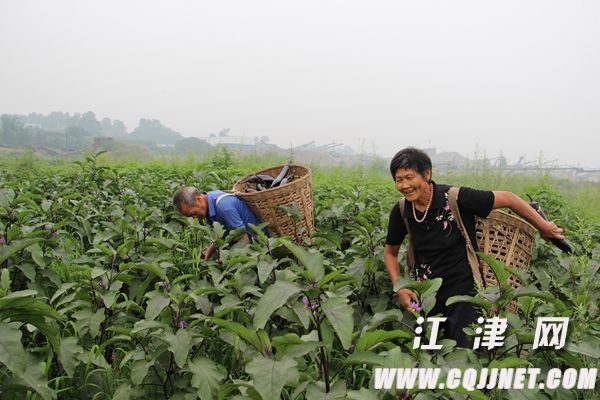 奇珍76豌豆品种栽培园中