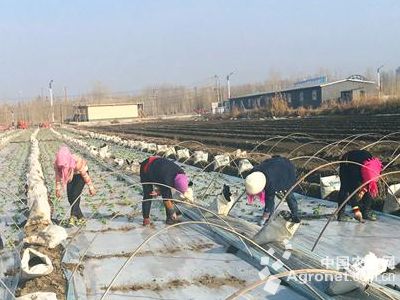 冬季大棚西葫芦栽培技术