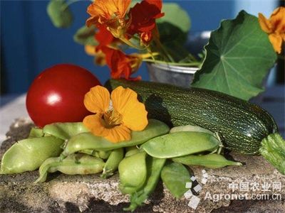 马莲韭菜种植方法
