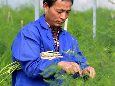 夏季蒜苗种植技术