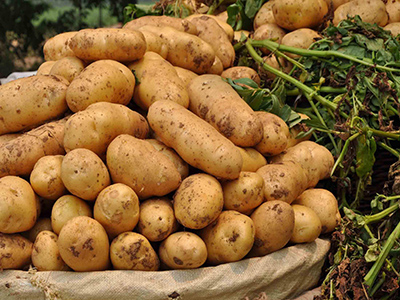豫薯王红薯亩产量