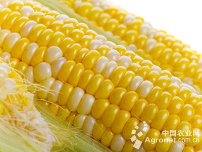 中粮319玉米种子公司