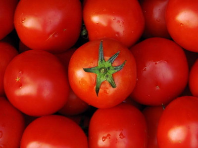 欧宝西红柿产地和价格