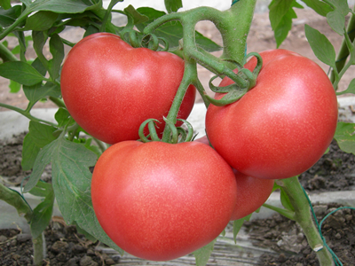 二红茄茄子施肥技术