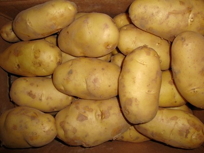丽薯88号土豆保鲜方法
