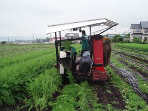 供应金农丰源进口太空脱毒—胡萝卜种子